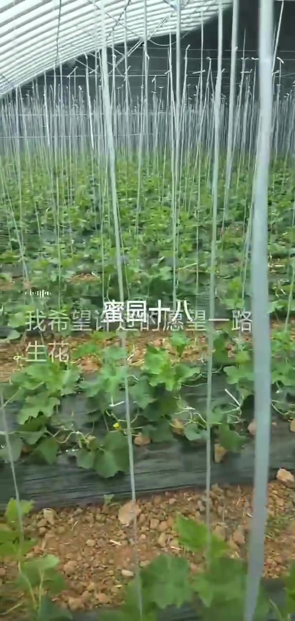 自己家大棚,西红柿,黄瓜各种蔬菜,香瓜水果成熟中,一天一个样