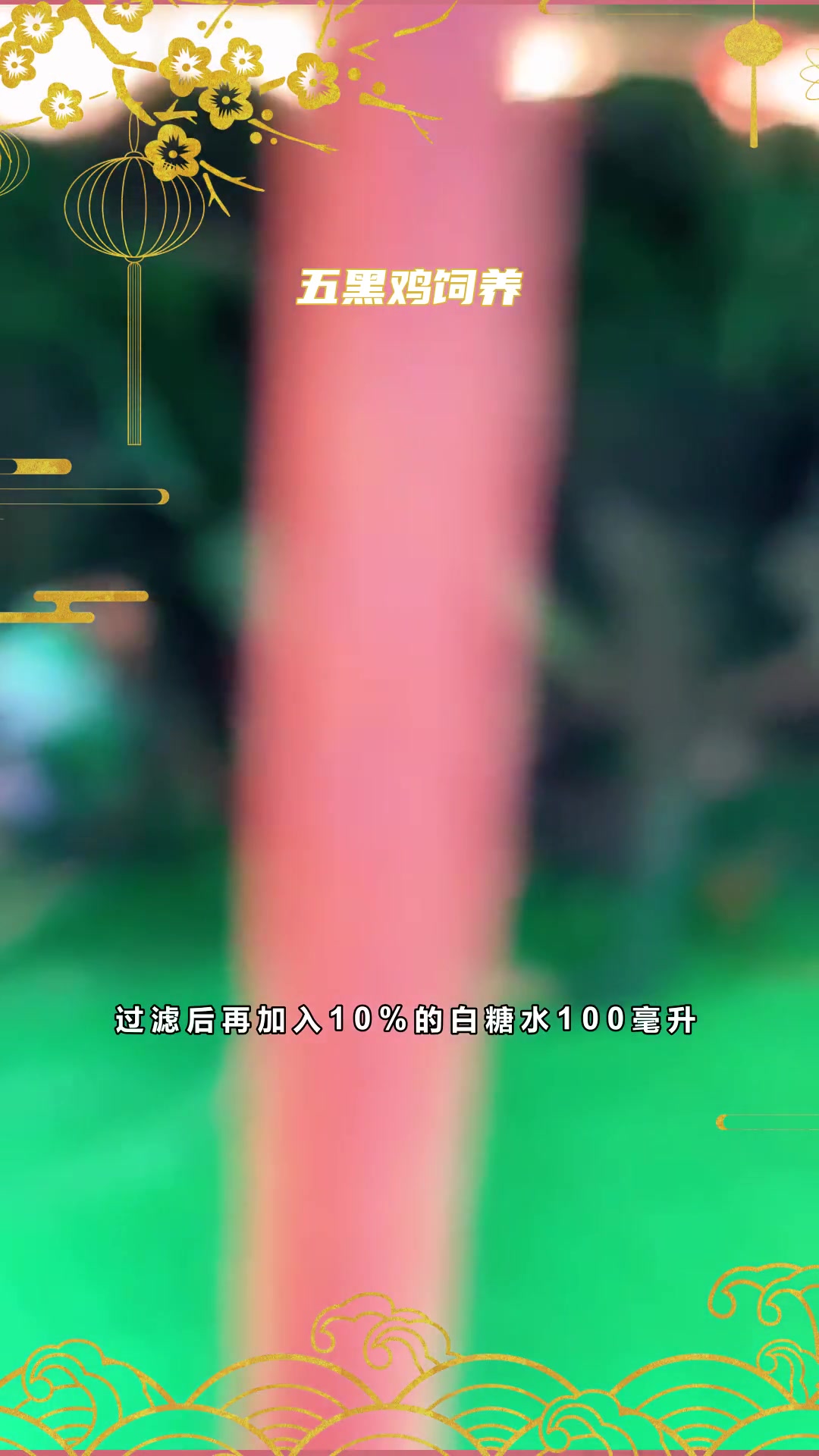 五黑鸡苗