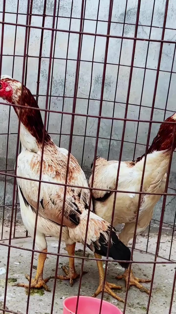 国粹中原凤头斗鸡