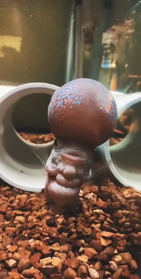 花罗汉鱼Frank,只要主人一回家,它就会从管槽里出来迎接