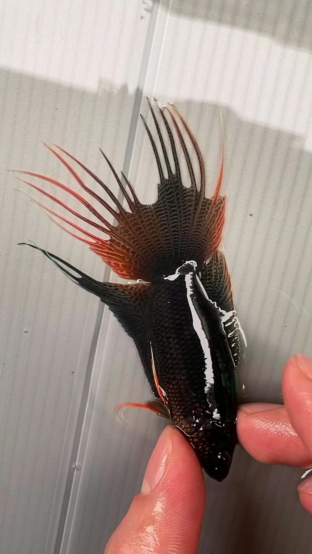 中国斗鱼,红型黑叉,海南新会钦州东兴越黑杂黑,搏击型斗鱼