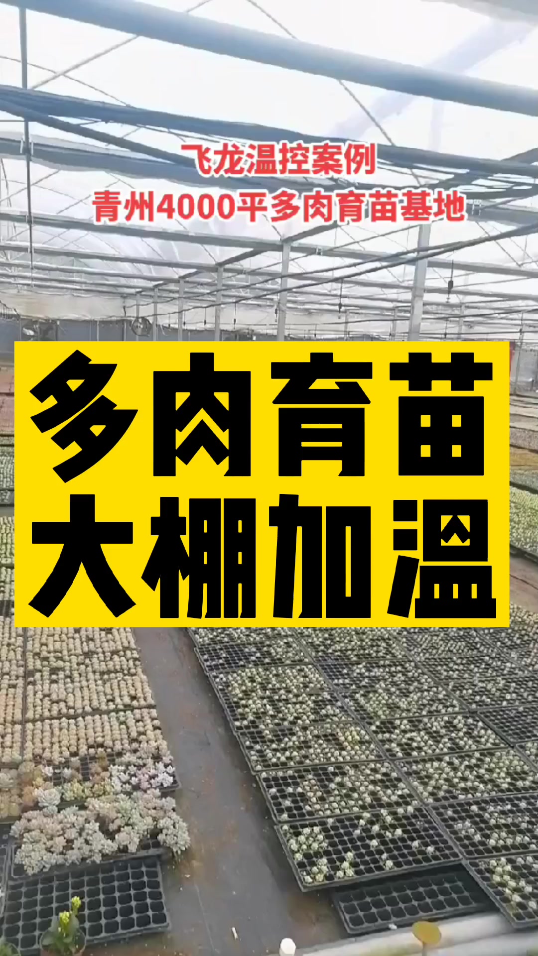 飞龙温控案例:青州多肉育苗大棚加温