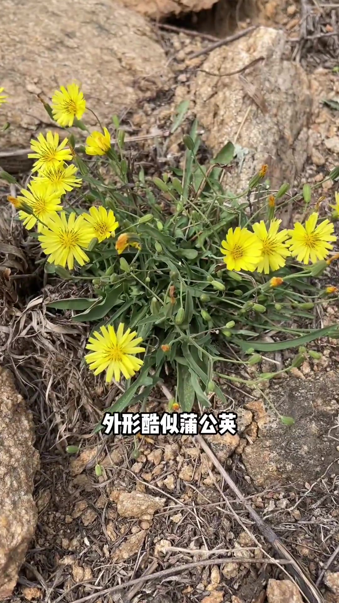 中华苦荬菜别名野苦菜、曲曲菜它是菊科苦卖菜属多年生草本植物