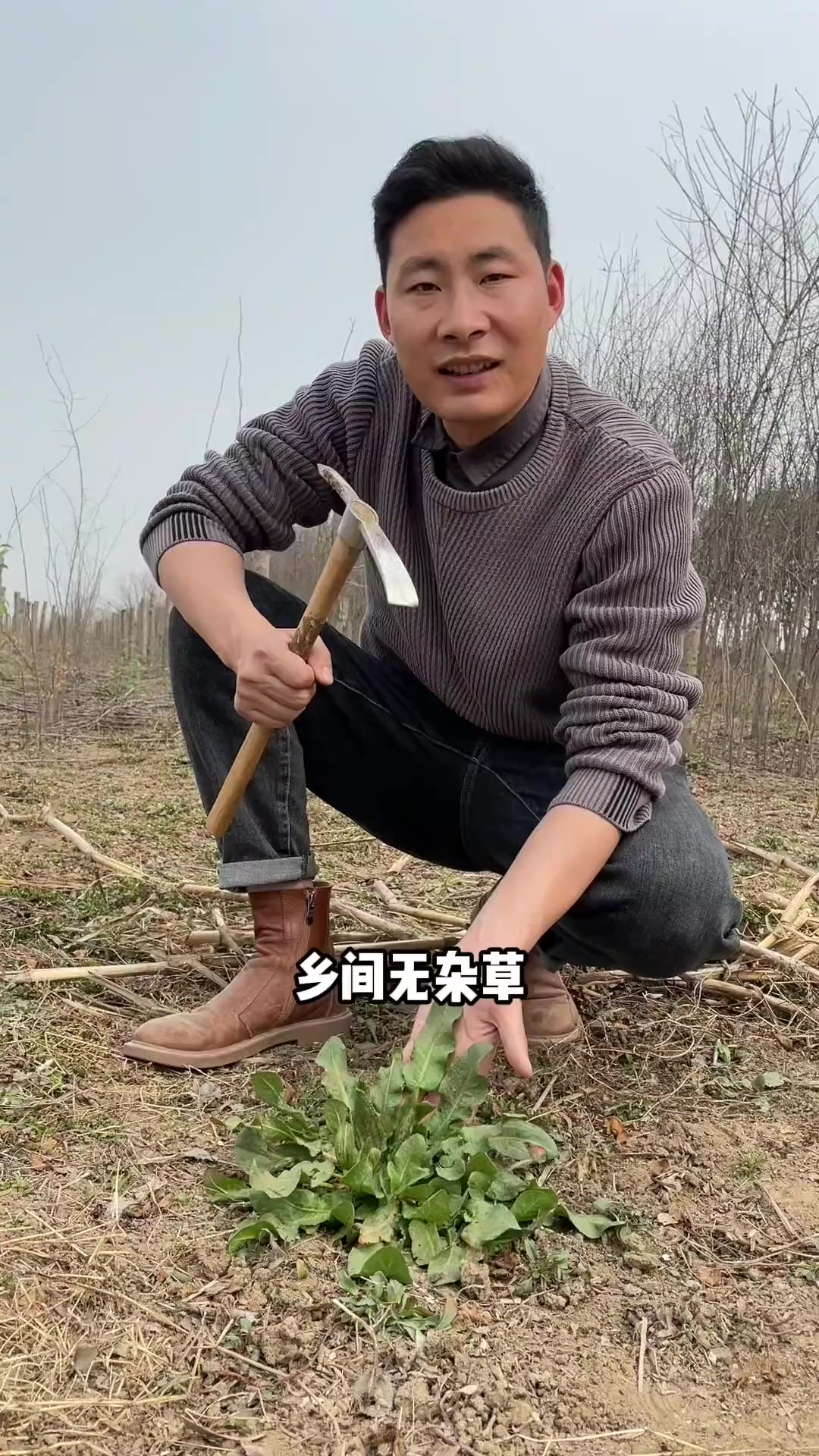 土大黄又叫野菠菜,还有的地方叫它羊蹄叶子