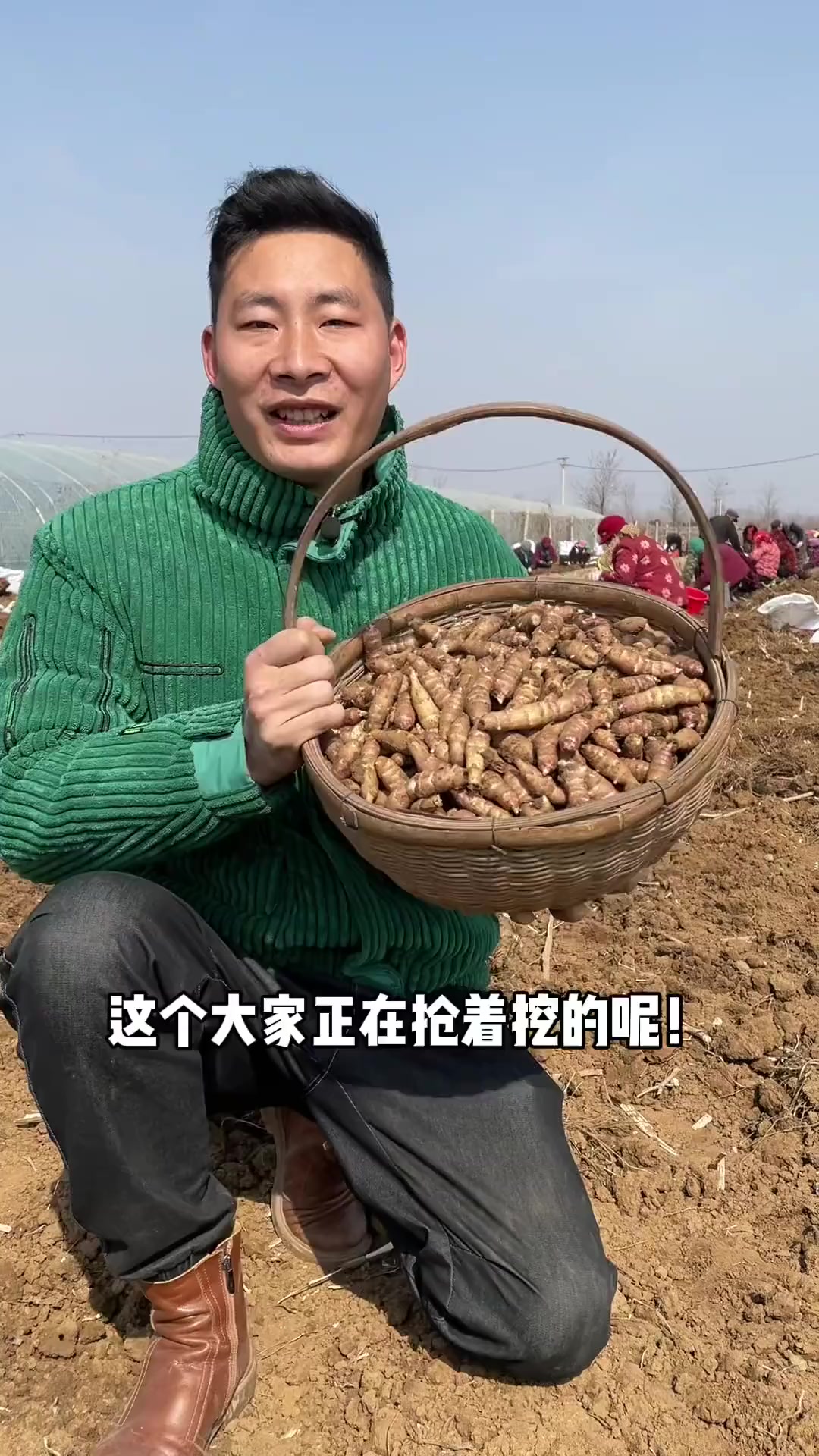 菊芋又名洋姜、鬼子姜,我们当地叫它胰岛果