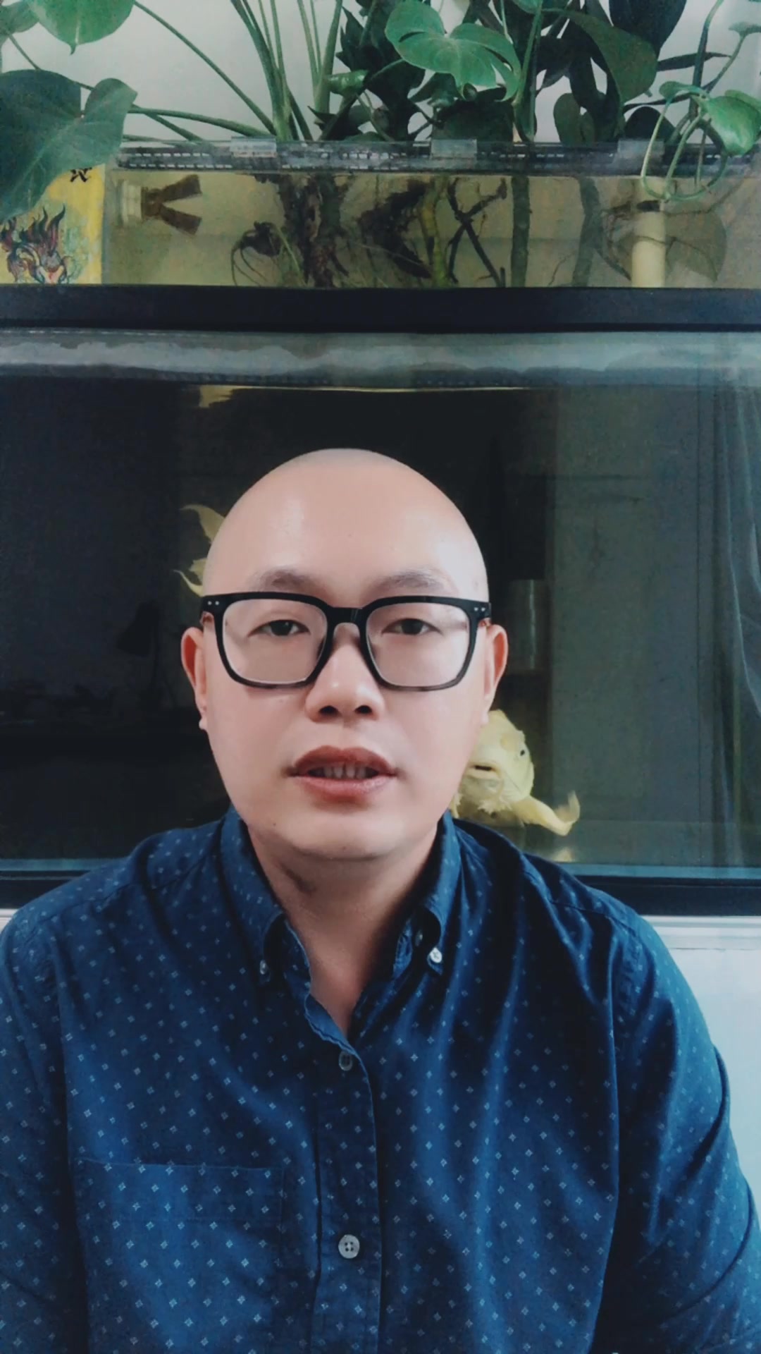 金鱼总是产卵怎么办?要怎么安全度过繁殖季?