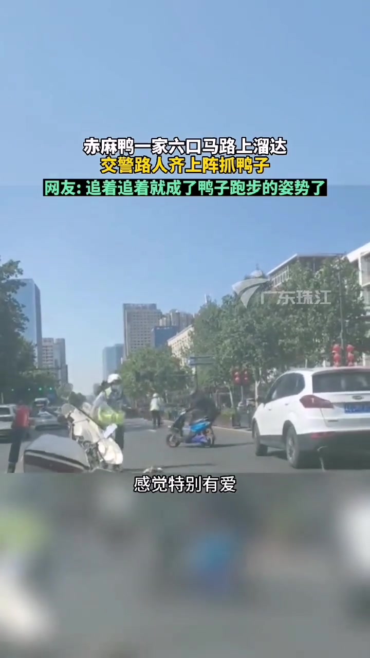 赤麻鸭马路上逛街民警路人抓鸭子 追着追着就成了鸭子的跑步姿势,目前小鸭子已转移至救助站养护