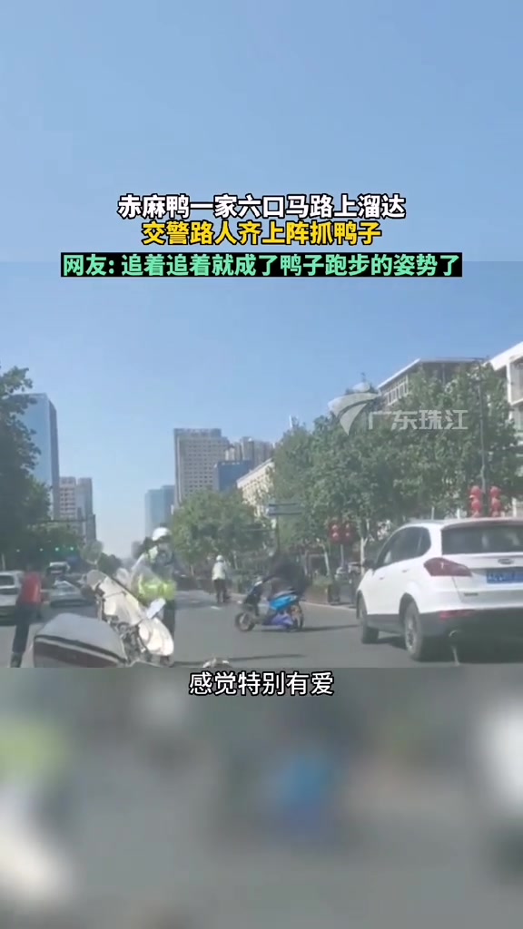 赤麻鸭马路上逛街民警路人抓鸭子 追着追着就成了鸭子的跑步姿势,目前小鸭子已转移至救助站养护