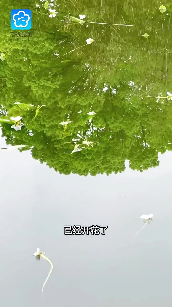 时隔半世纪,昆明翠湖盛开海菜花!