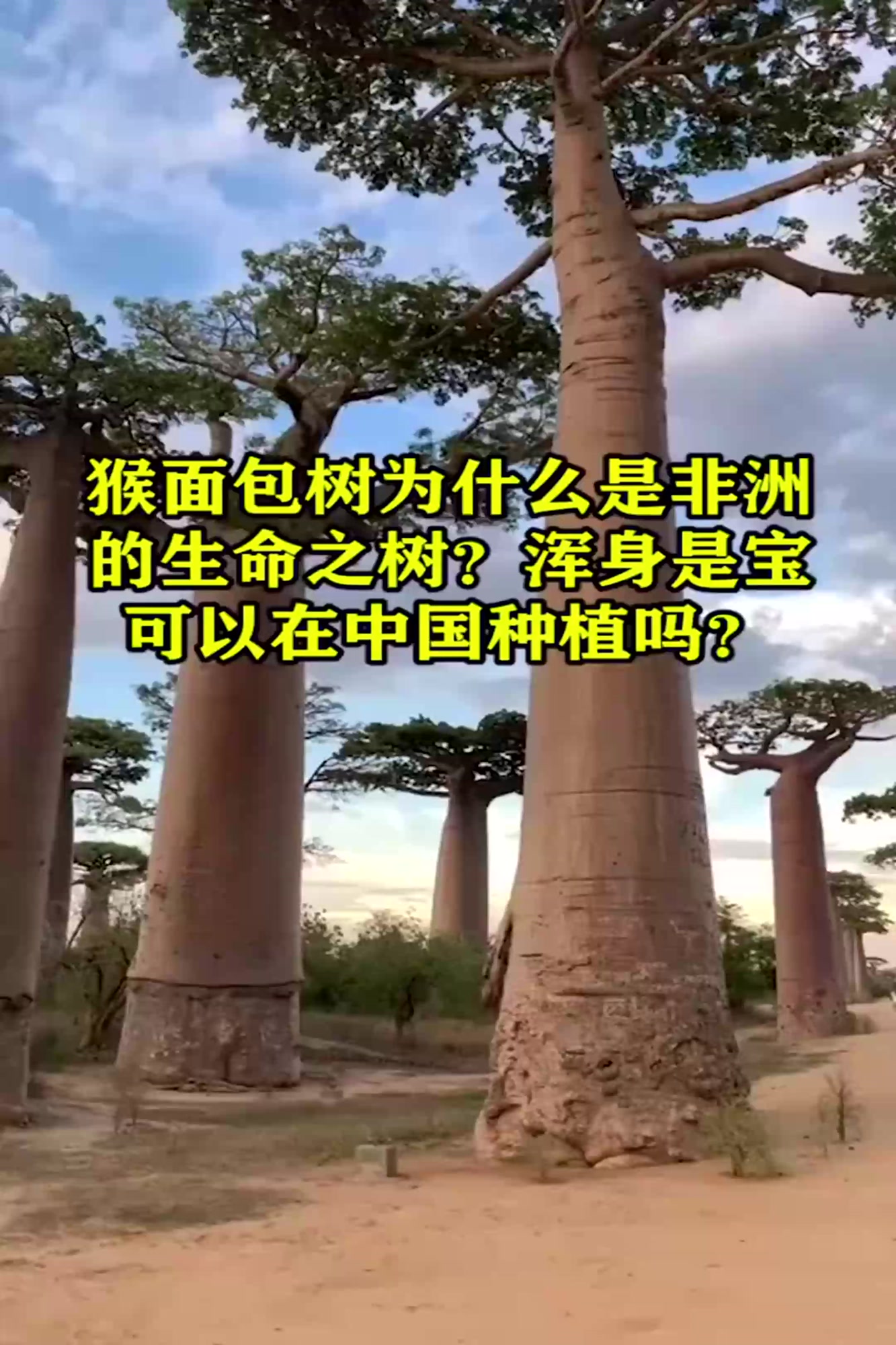 猴面包树为什么是非洲的生命之树?浑身是宝,可以在中国种植吗