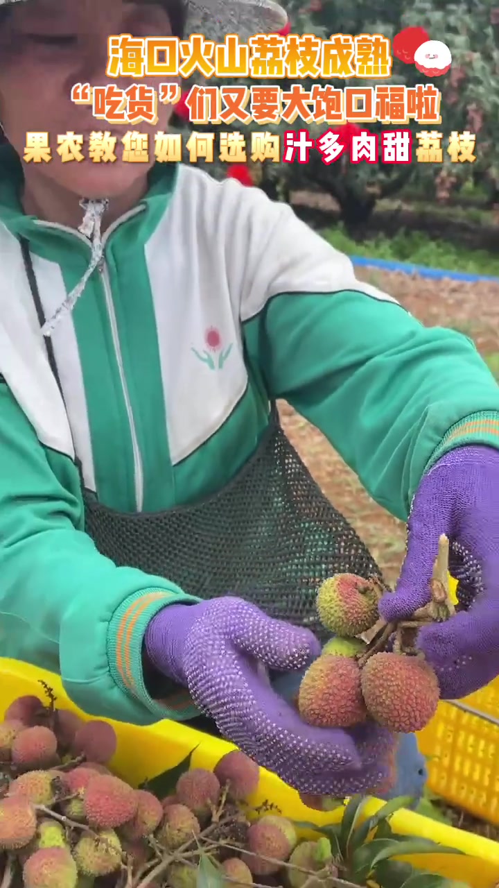 海口火山荔枝成熟,果农教您如何选购汁多肉甜的荔枝,“吃货”们有口福啦