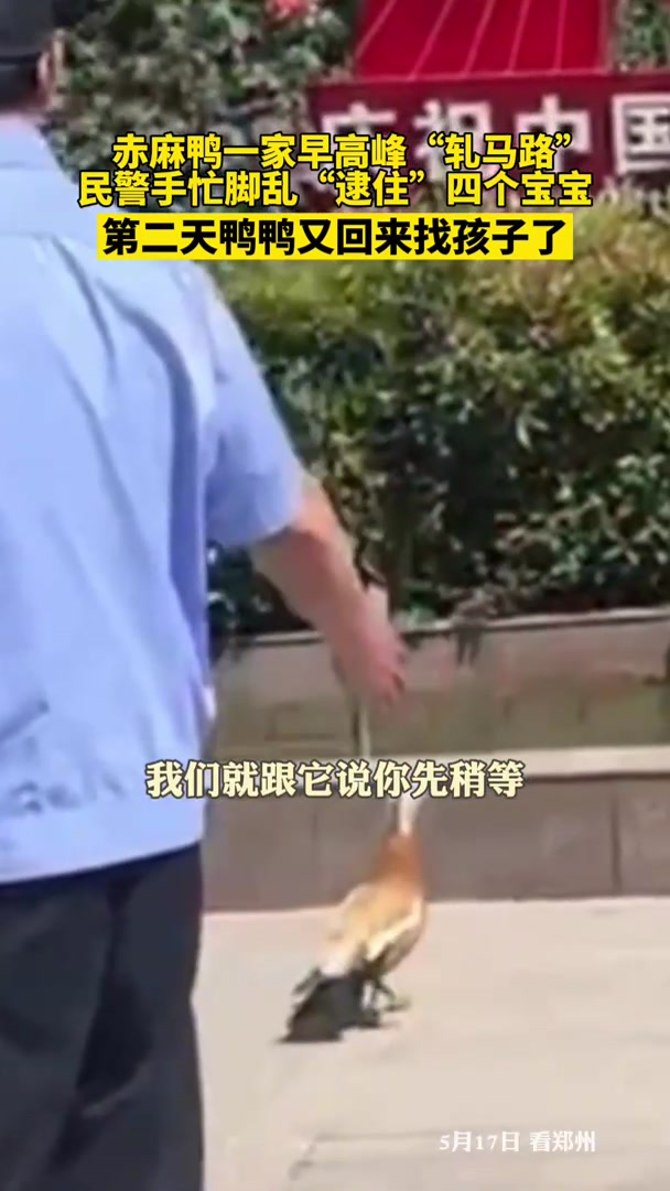 赤麻鸭一家早高峰“轧马路”,民警手忙脚乱“逮住”四个宝宝