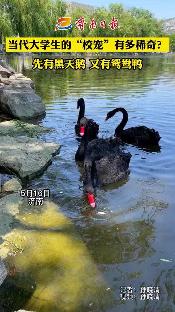 当代大学生的“校宠”有多稀奇?近日,山东师范大学的老师们先后为学校捐赠了4只黑天鹅和8只鸳