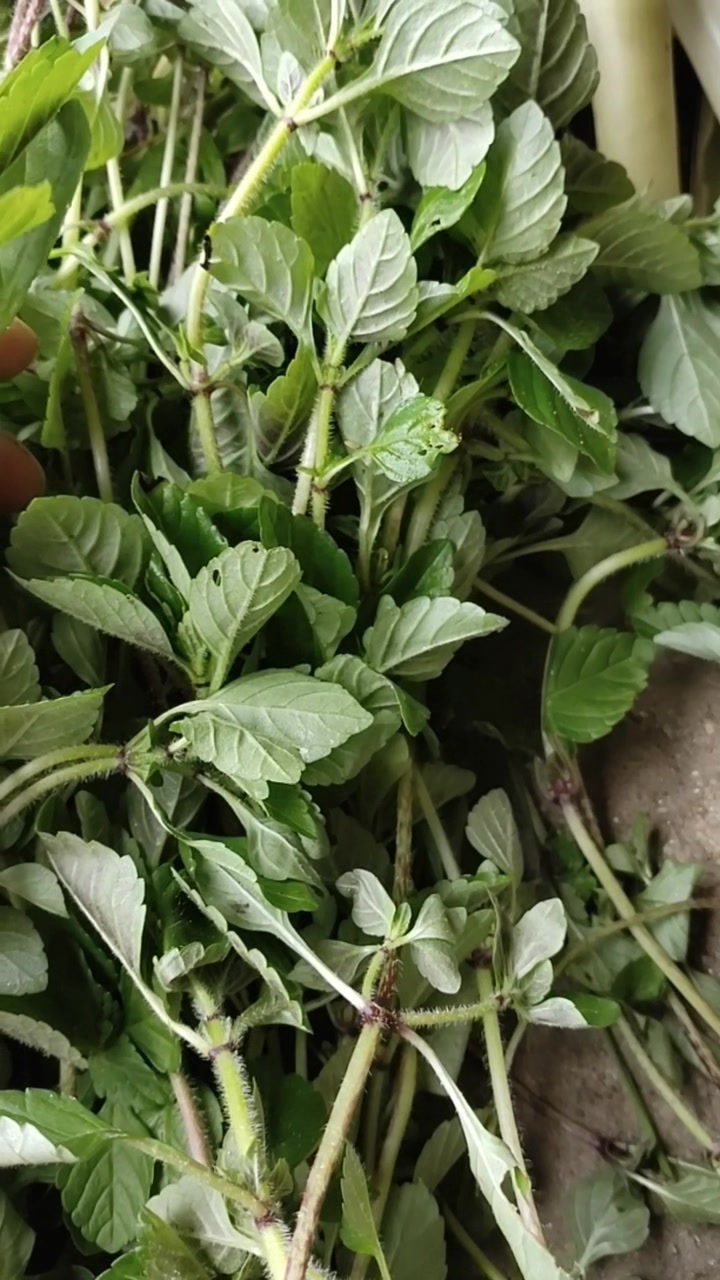 这个香菜喜欢长在有井水的地方,纯天然野生的香菜。