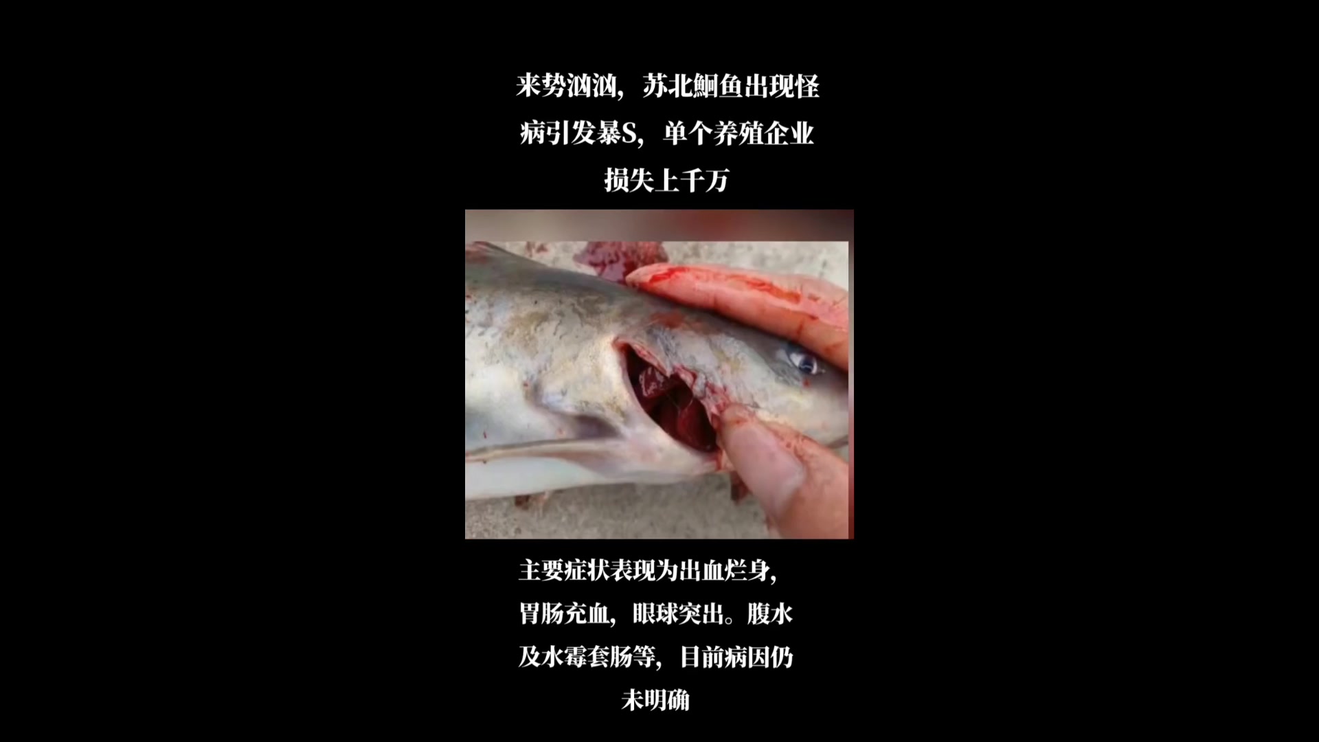 鮰鱼暴死病,企业损失上千万