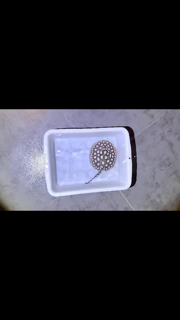 纯血皇冠黑白魟鱼