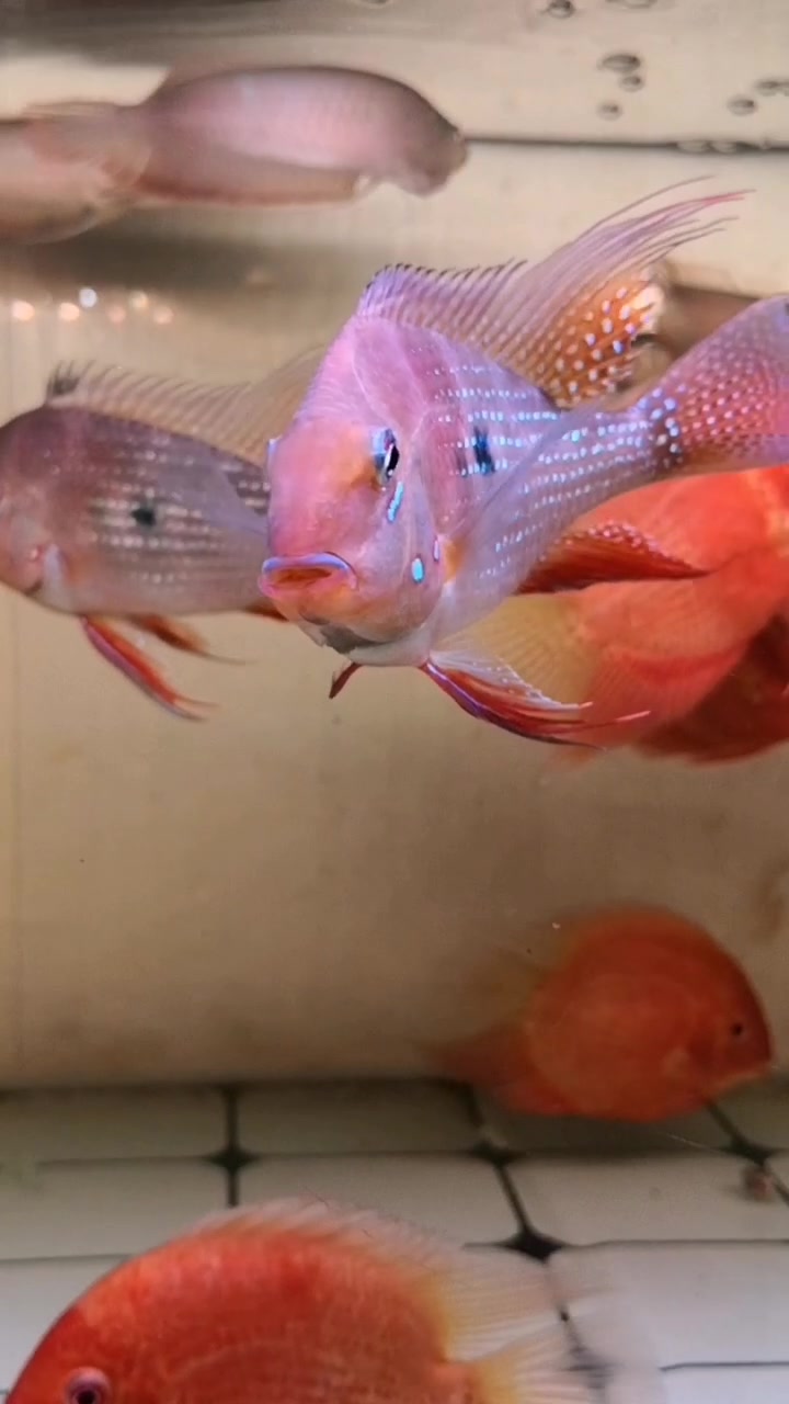 热带鱼,赤荔凤冠