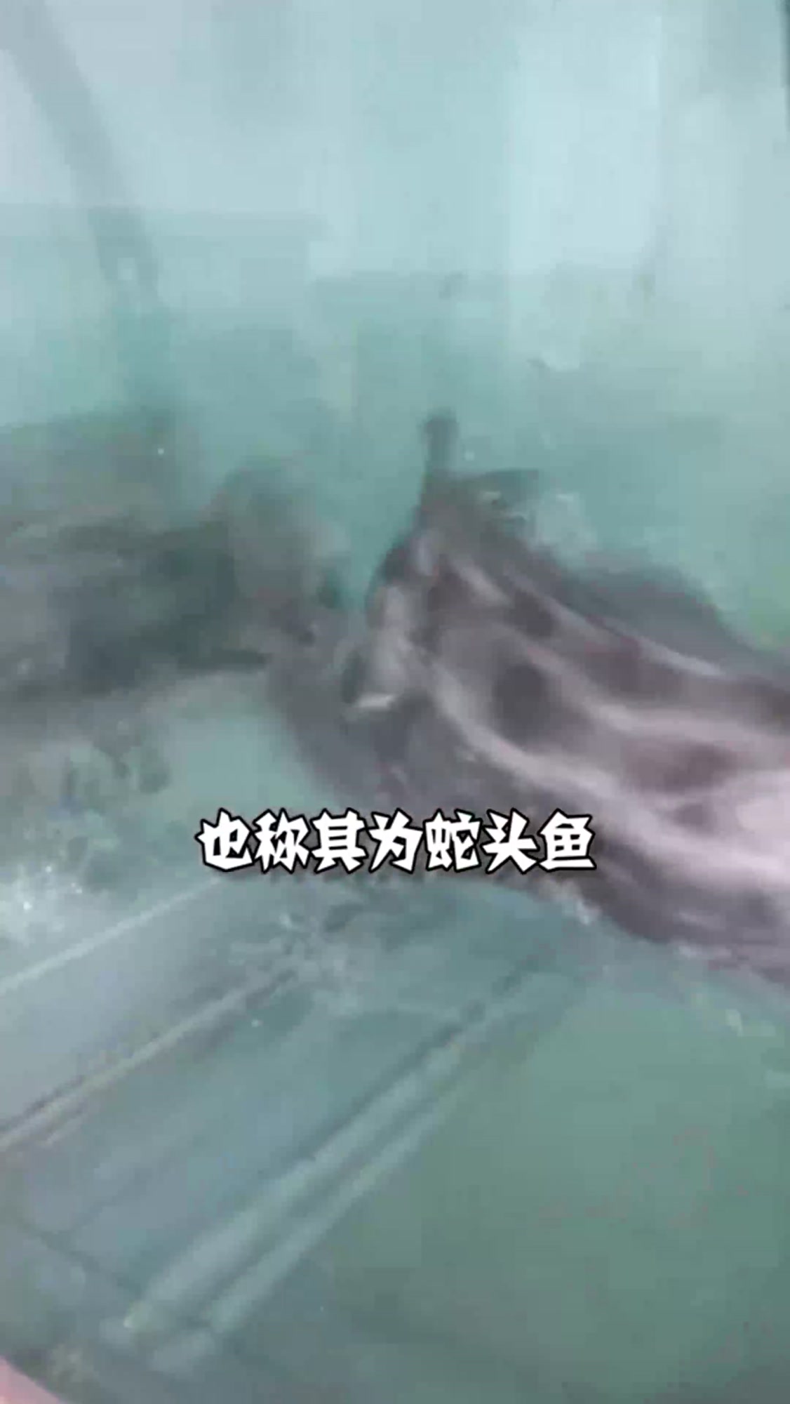 关于黑鱼,你需要了解的一些事实!看完涨知识!