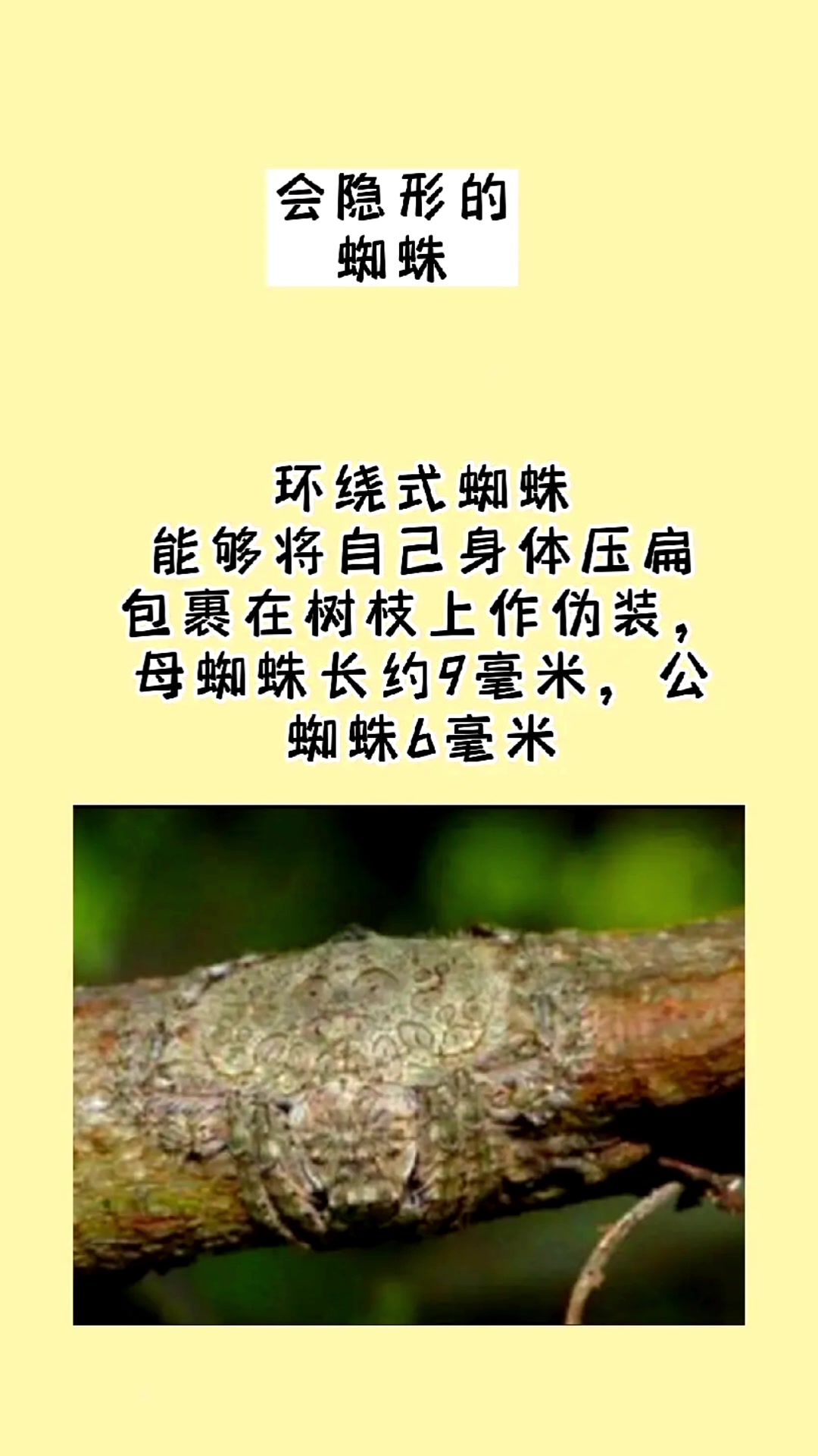 你知道有多少种蜘蛛吗?