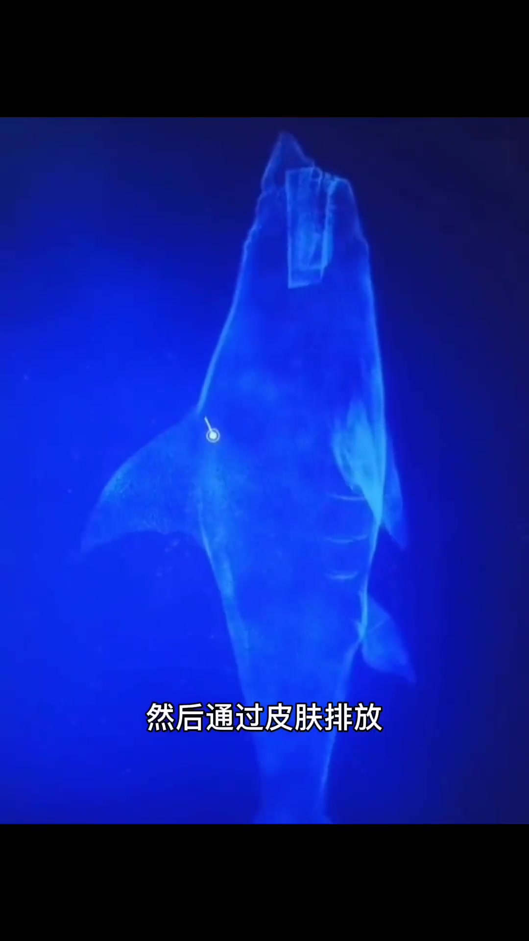 为什么人们只吃鱼翅不吃鲨鱼肉呢?