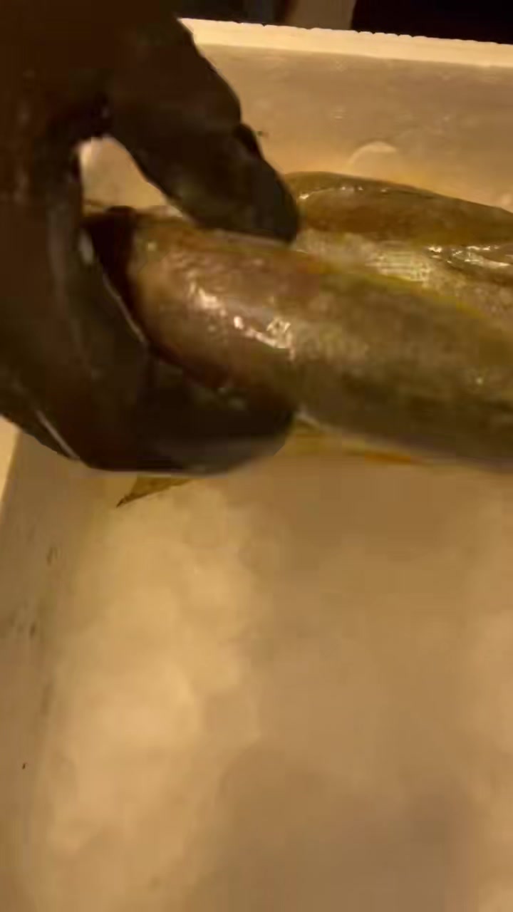 漂亮的东海野生大黄鱼