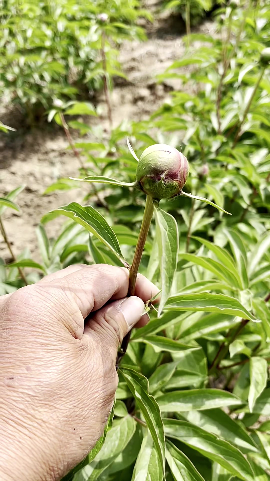 精品观赏芍药品种