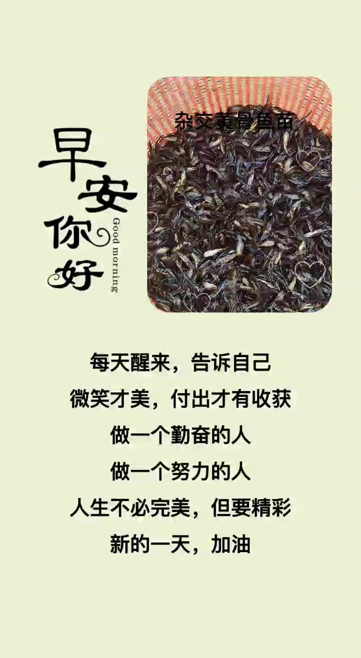 杂交黄骨鱼,营养价值高养殖周期短,你还在等什么呢