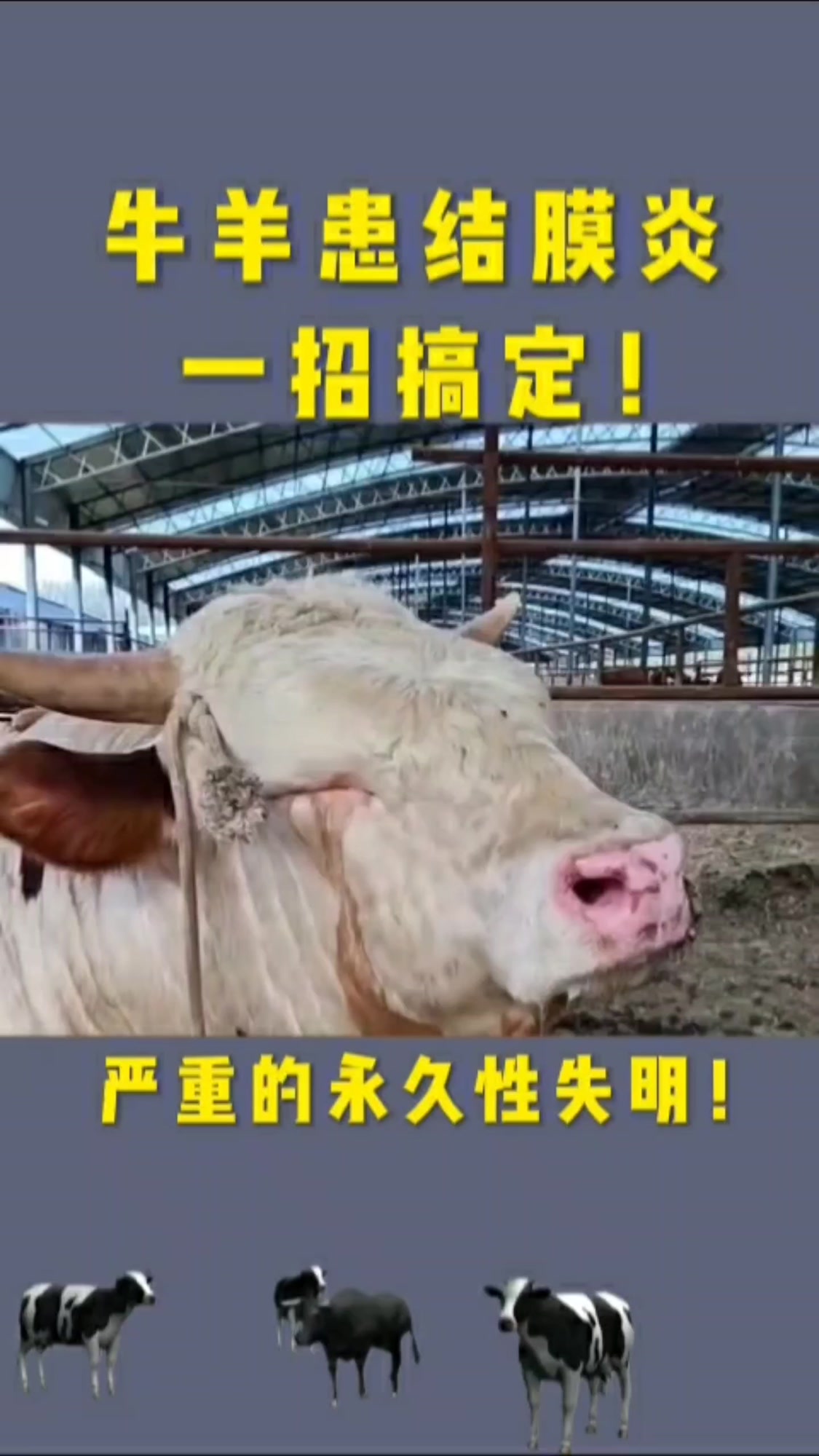牛羊患有结膜炎,一招儿搞定!