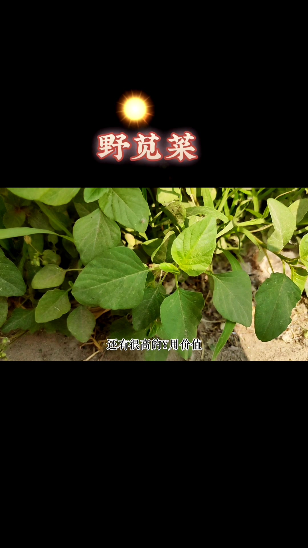 野苋菜有人称它为“救命菜”,价值高,解决了不少朋友的烦恼