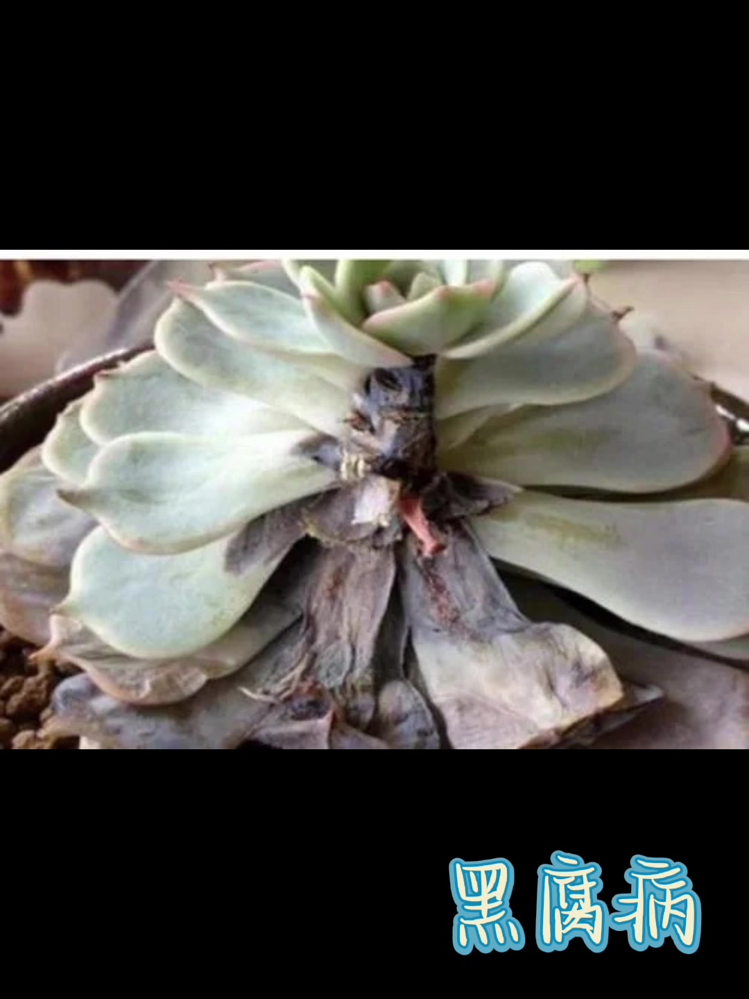 多肉植物养护过程中常见的病虫害,你还知道其他什么?