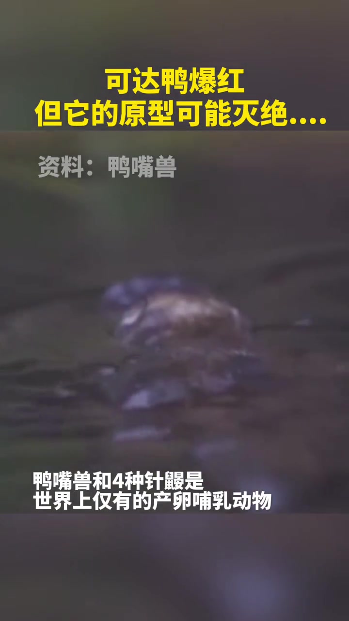 可达鸭爆红!但它的原型可能灭绝……