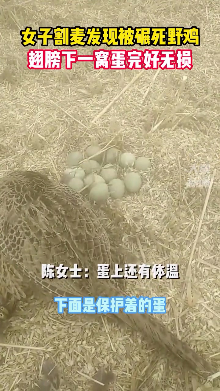 5月25日湖北襄阳,致死不弃!村民割麦发现被碾死野鸡,翅膀下一窝蛋完好无损
