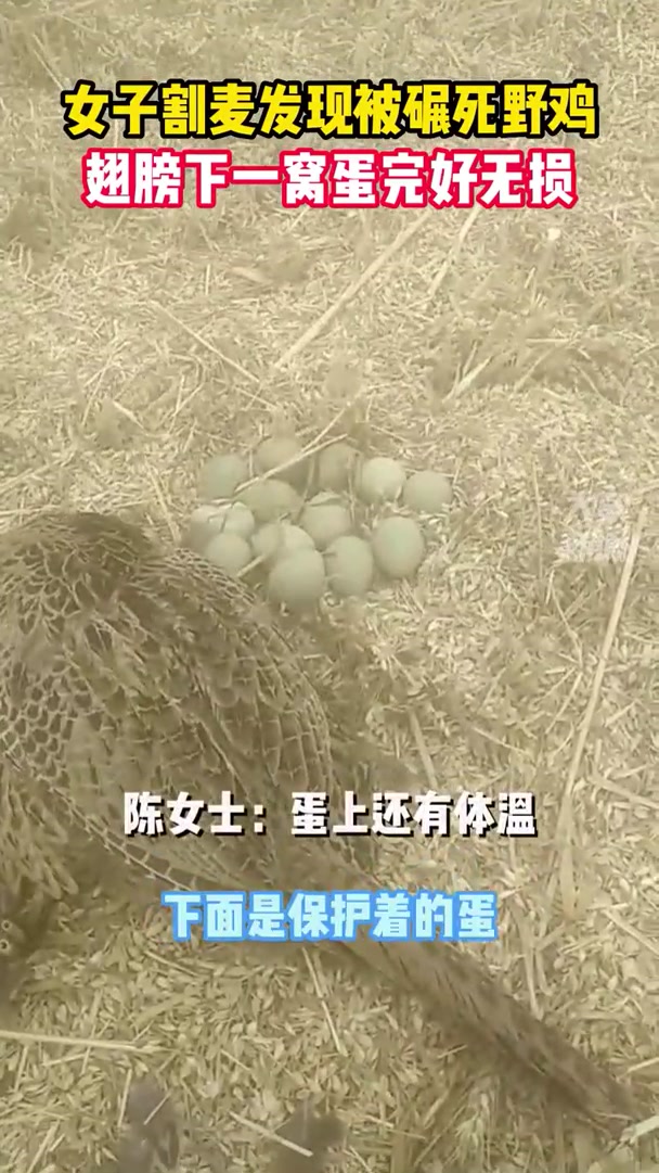 致死不弃!村民割麦发现被碾死野鸡,翅膀下一窝蛋完好无损