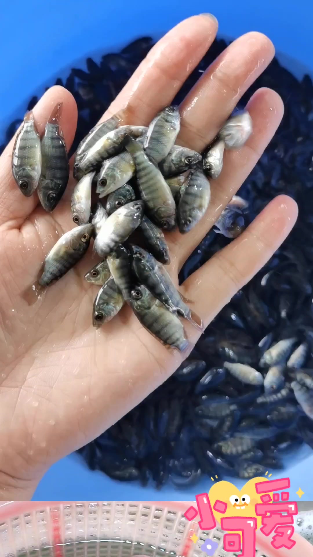 这么多种淡水鱼苗,你中意哪一款呢
