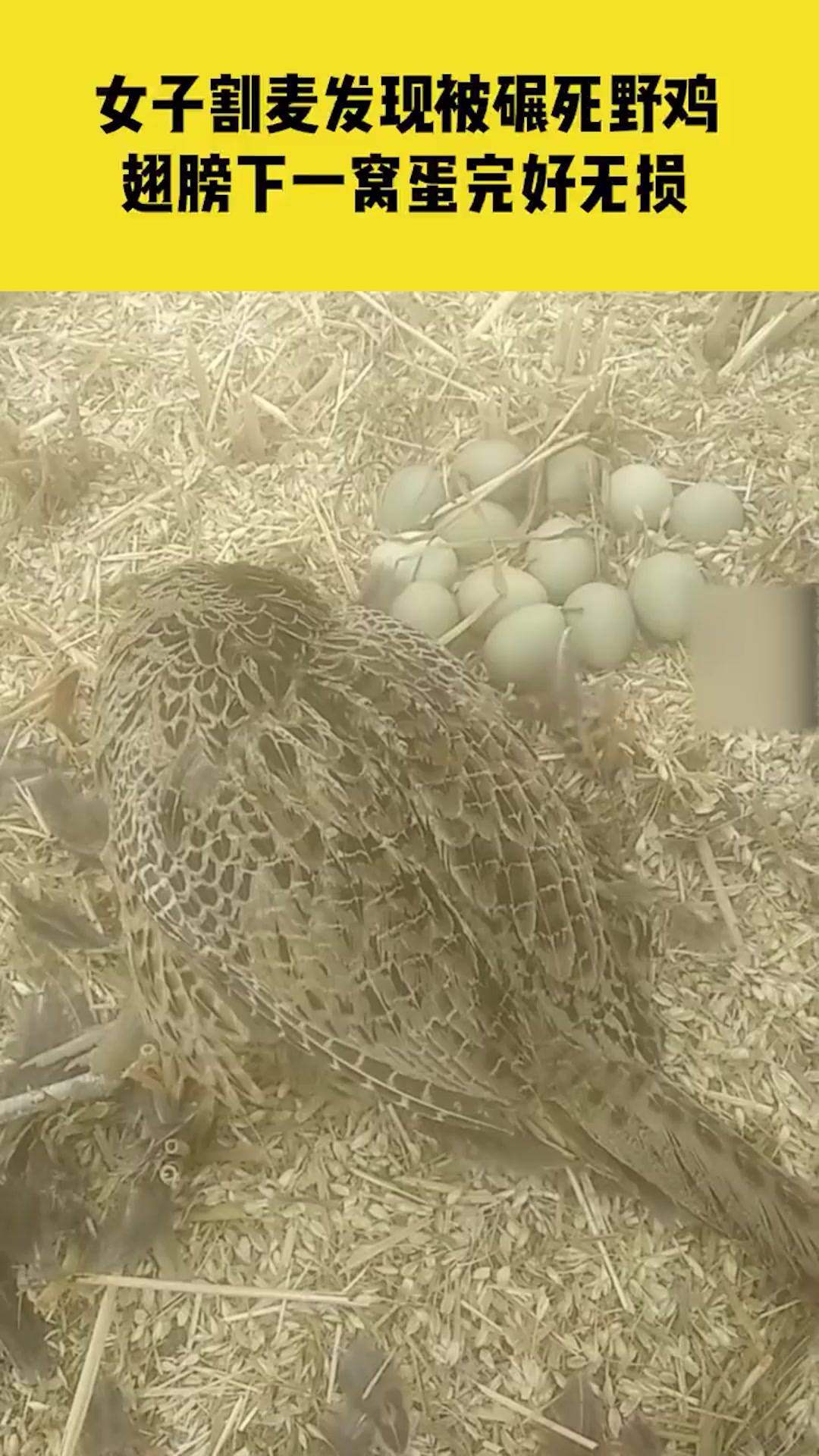 致死不弃!村民割麦发现被碾死野鸡,翅膀下一窝蛋完好无损!