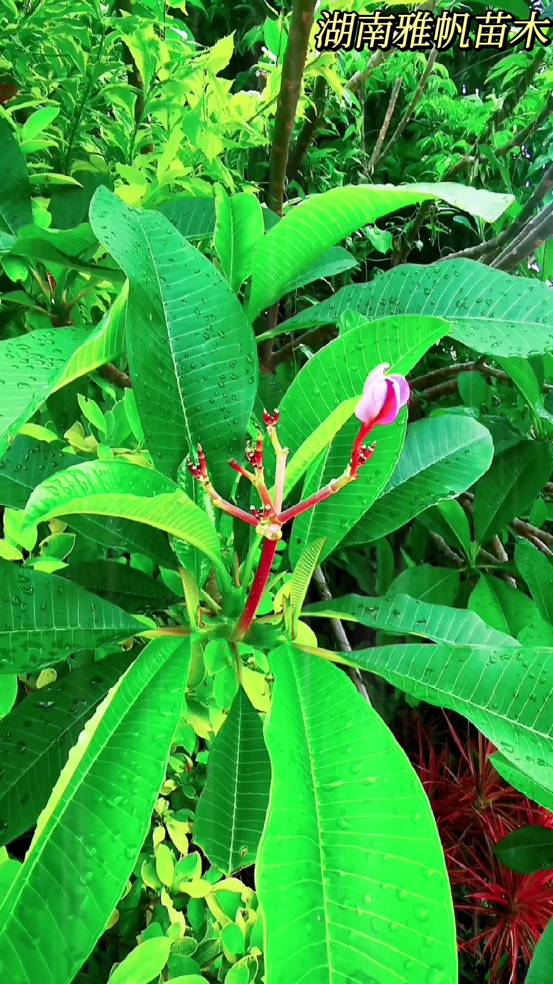 岳阳临湘雅帆苗木基地园林景观工程绿化地被小苗草皮鸡蛋花基地