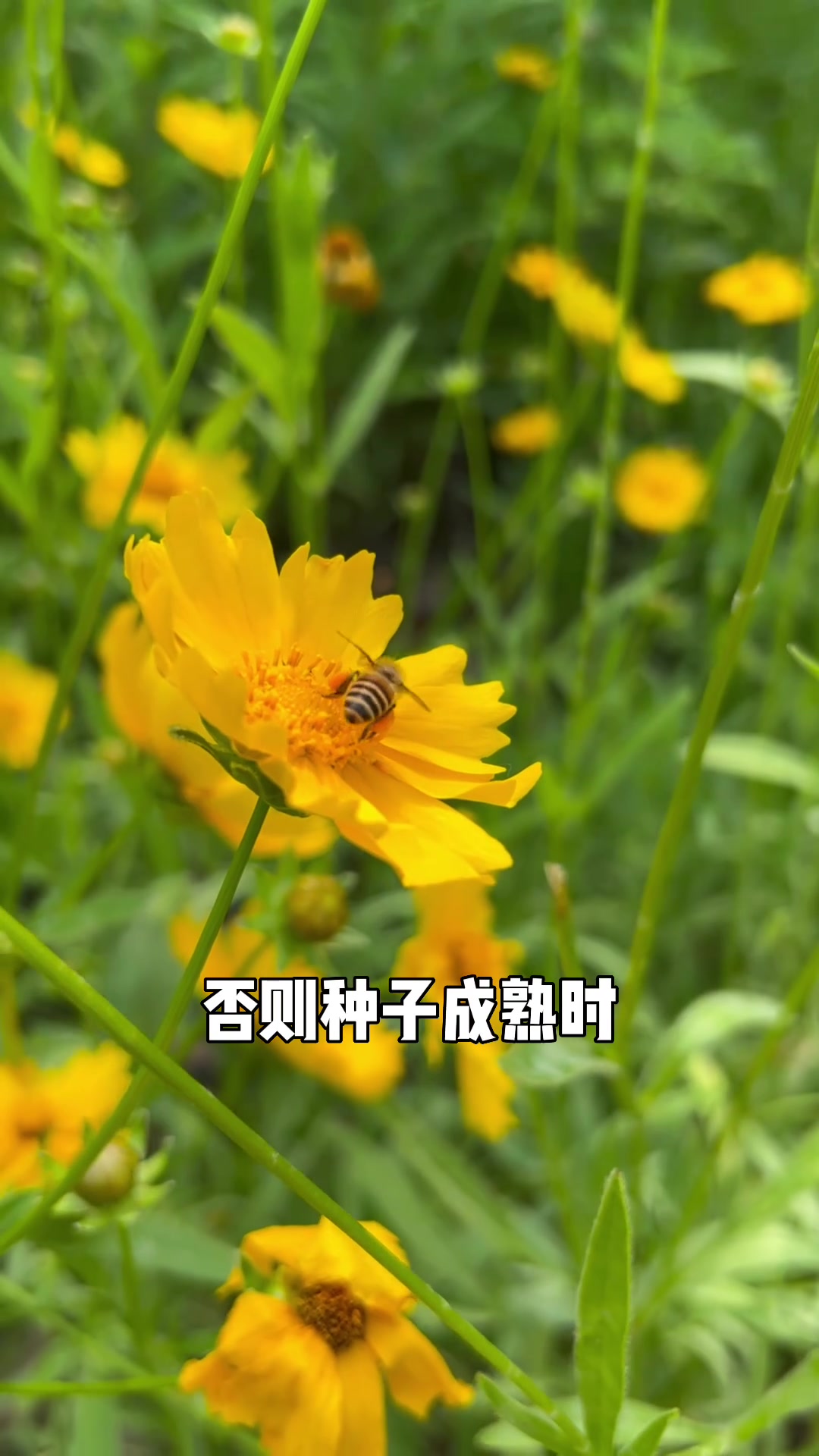 一定不要随意种植金鸡菊