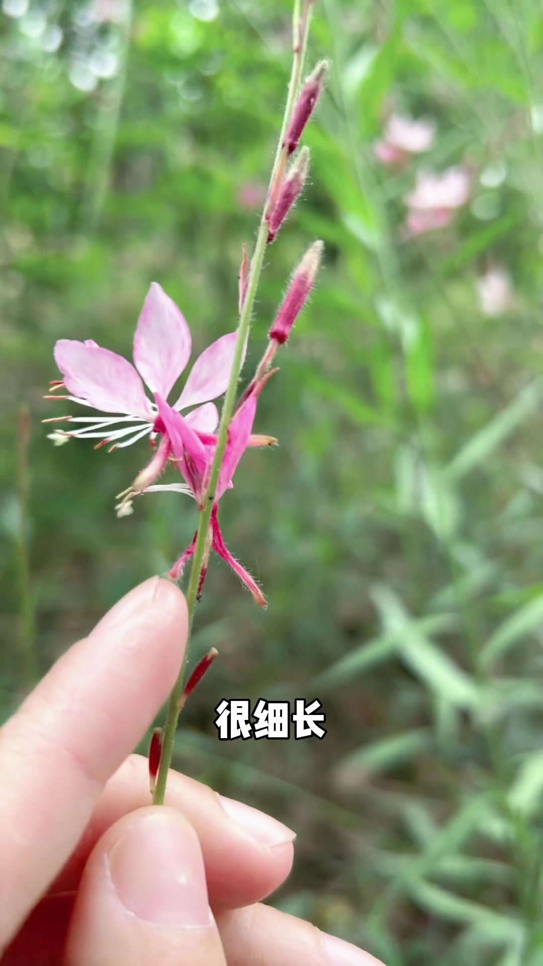 一分钟带你了解山桃草