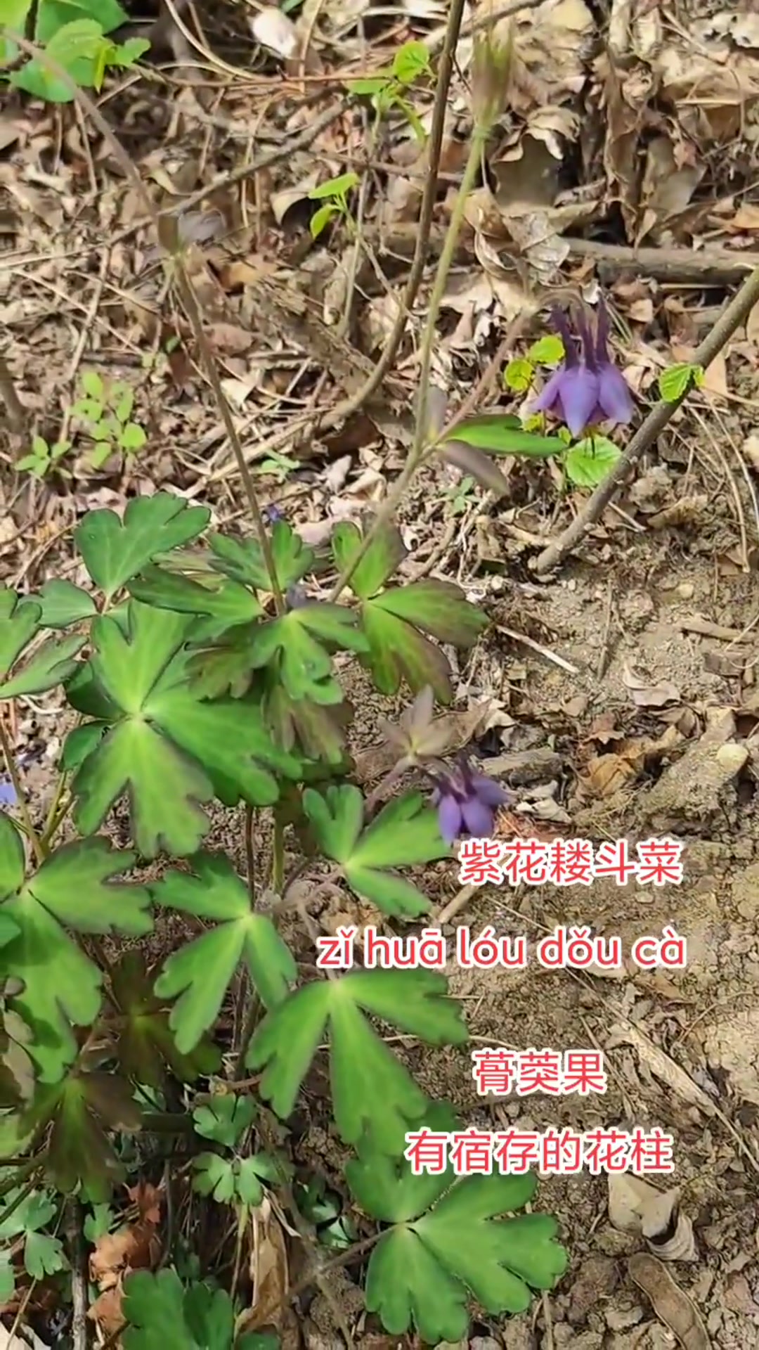 你对紫花耧斗菜了解多少