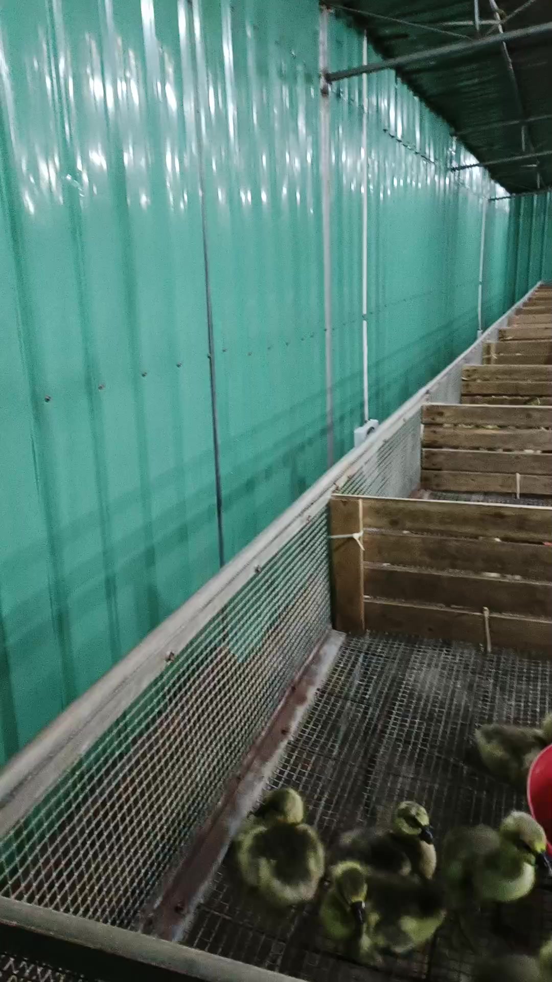 记录今年第六批鹅苗