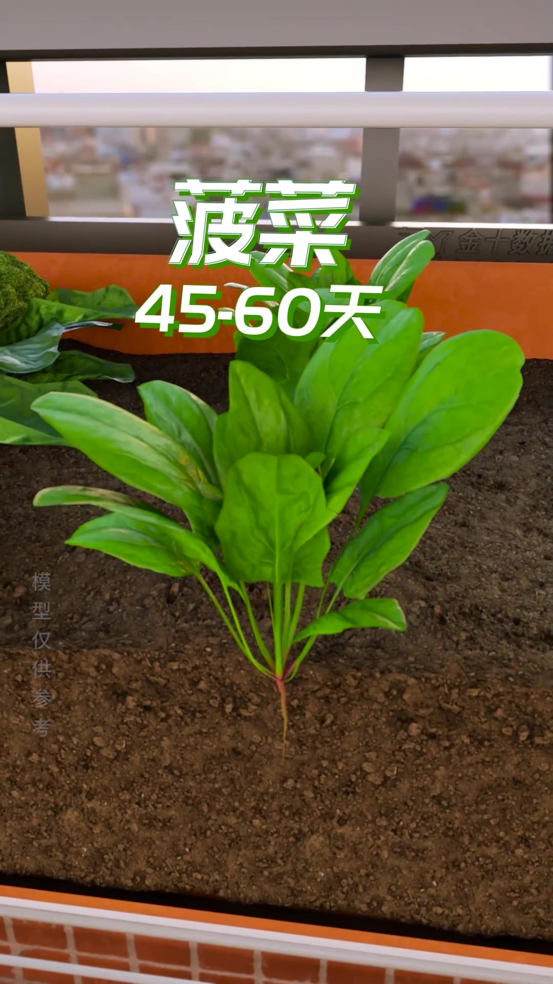 各种蔬菜的生长周期对比