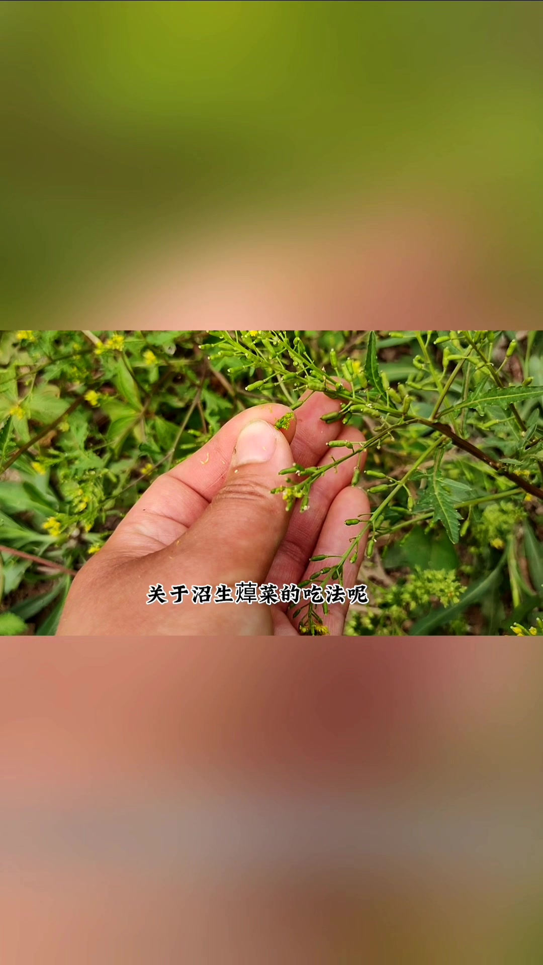 这种植物价值极高,但很多人只把他当杂草,认识一下,别再浪费啦
