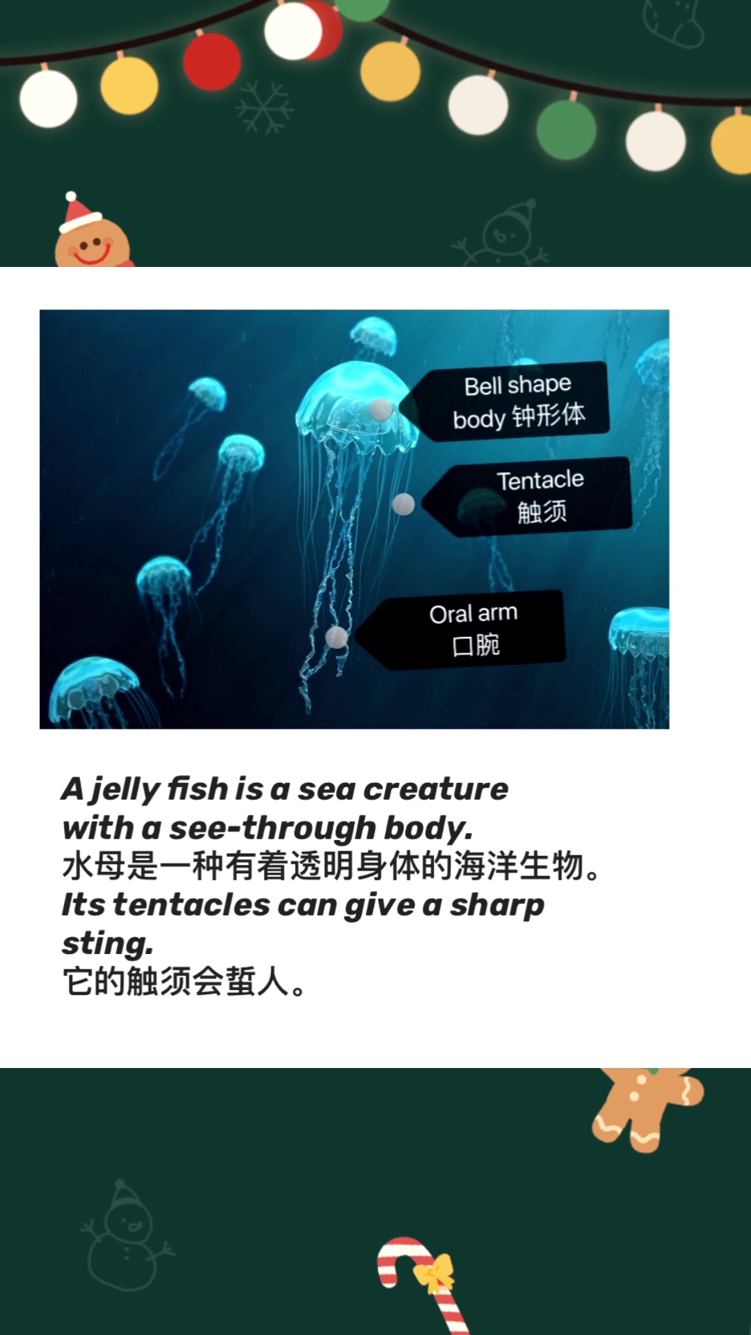 常见海洋生物/英文身体部位/英文简介