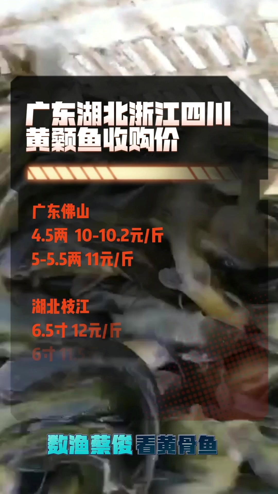 B鱼冲击市场黄骨鱼价格持续下跌