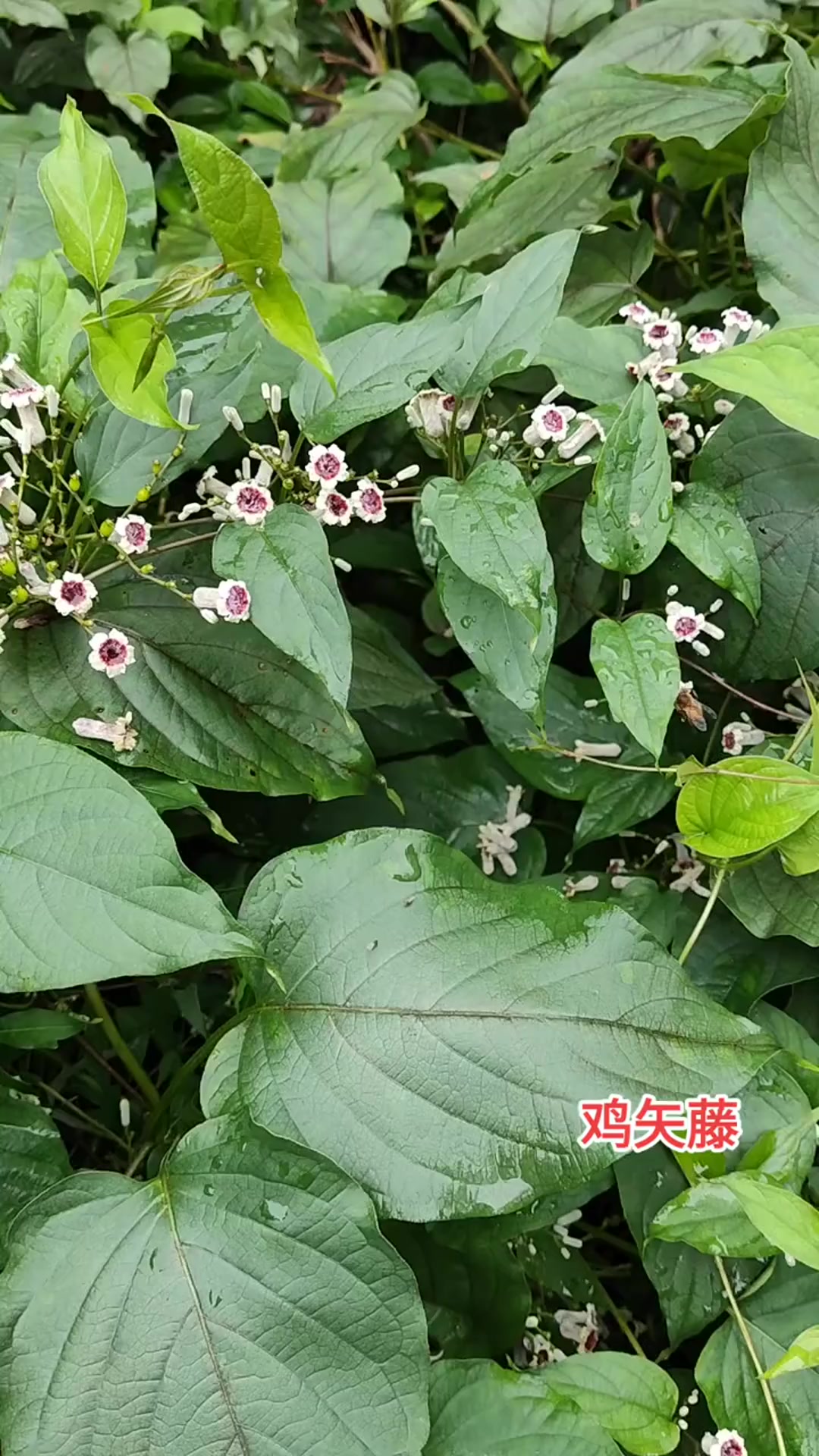 对于鸡矢藤,你了解多少