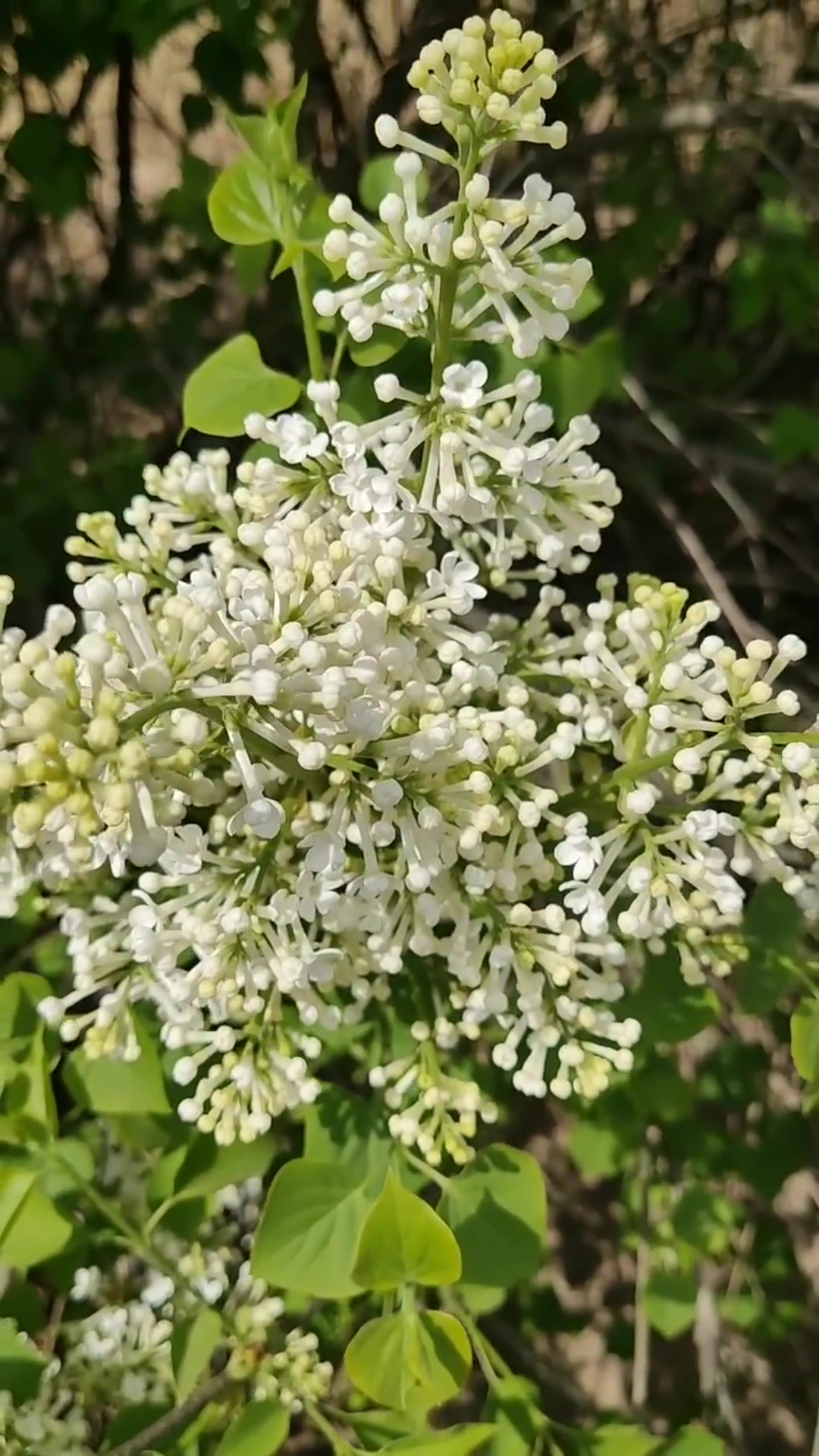 对于白丁香,你了解多少