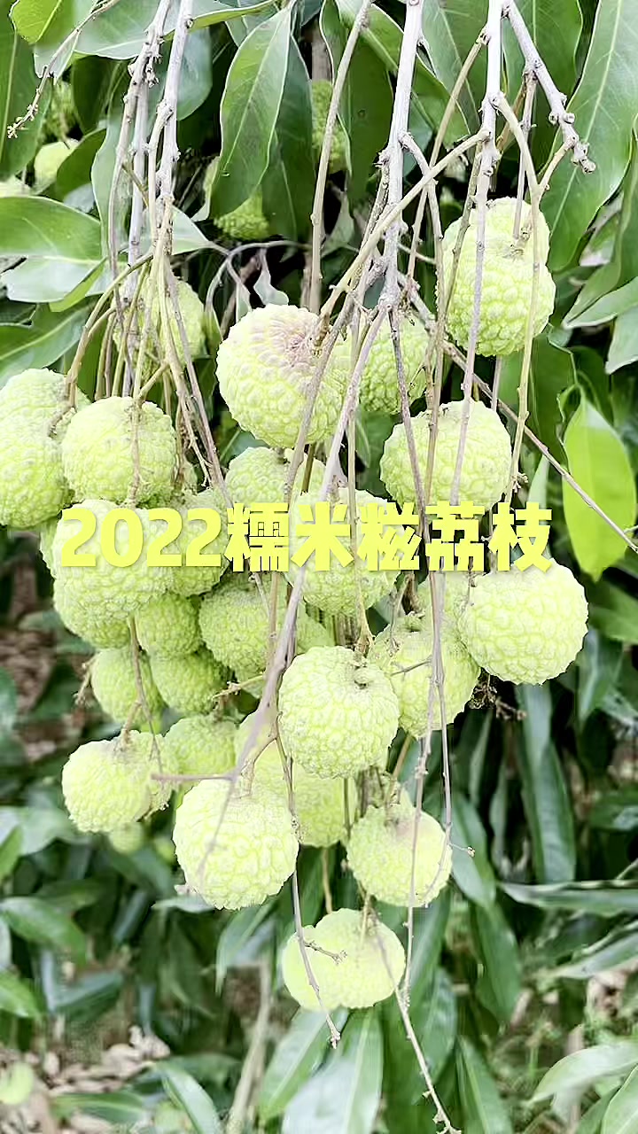 2022糯米糍荔枝快熟了