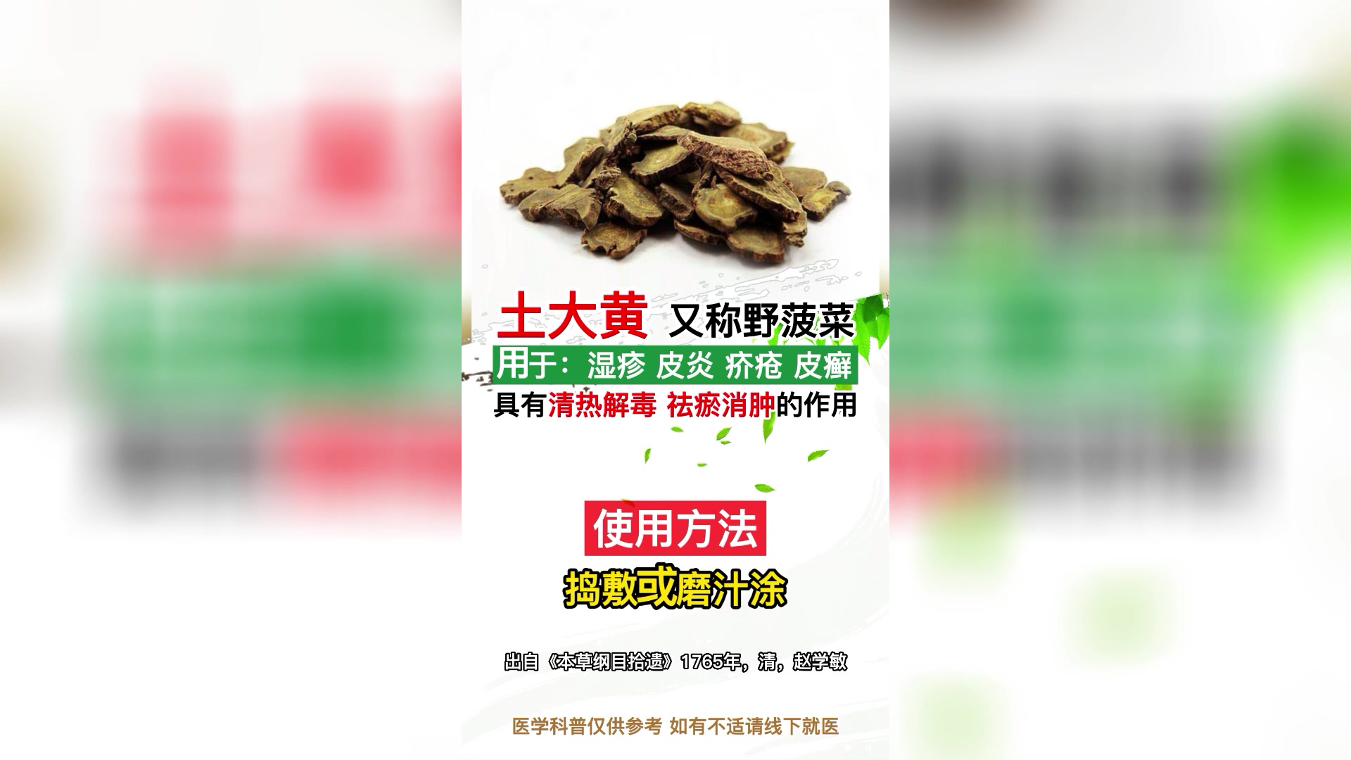 土大黄又叫野菠菜,还有的地方叫它羊蹄叶子、牛舌菜你见过吗