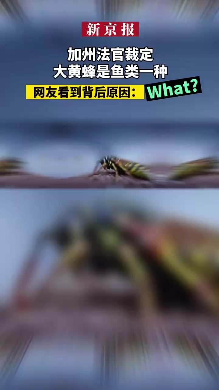 加州法官裁定大黄蜂是鱼类一种 网友看到背后原因:What?