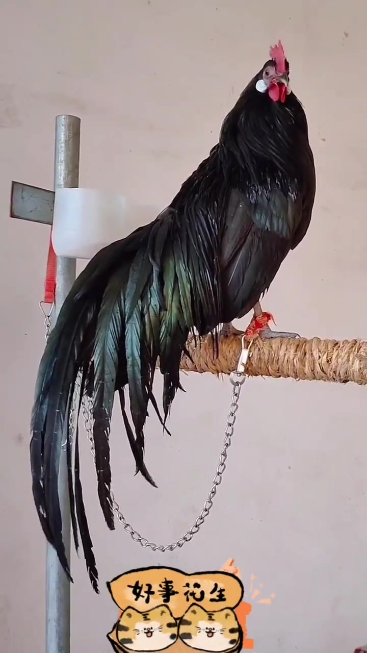 黑公鸡,嗓子就是好